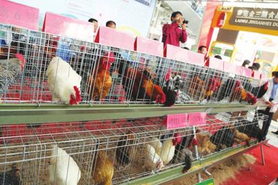 山東畜博會(huì)  驚喜活動(dòng)不斷(圖2)