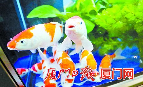 三大展亮點(diǎn)搶先看 一年一度國(guó)際海洋周6日登場(chǎng)(圖2)